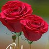 liaqat.ali.ali00