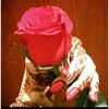 shaikh.shaika