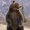 grizzly.bear355