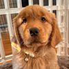 Mango the Golden 🥭