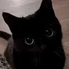 c.h.i.s.h.y.a