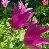 gmail.comalexandrina