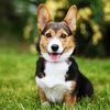 Cute Animal Videos