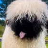 sheepinthebigcityy