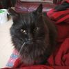 cat090228