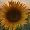 sunflower_sumatera