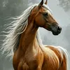 ali546163