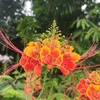 philia_maharlika