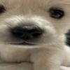 scarlet_is_who