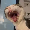bingchillinh3