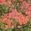 mel_006919