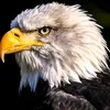 jamal_231dz