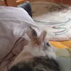 .nananegtesjjvd