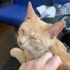 catdogsongs