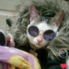 maximiliano gato mochilero