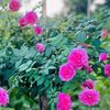 thuynhay87