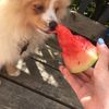 doglover8072