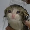 aleatriosanet0
