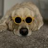 golden_boy_828