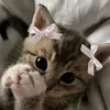 vaskaaa_789