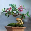 bap1s.bonsai