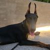 dobby the doberman