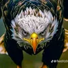 mohamedamine3687
