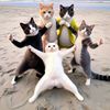 A cat flipping backwards