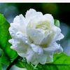 may.pyone52