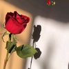 user9881096743214