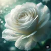user519931961