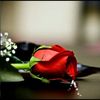ahmad.ahmad5648