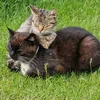 xidkcatx