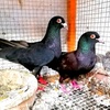 colombo.pigeon