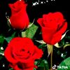 asha_12_12