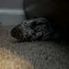 Tyr the tegu