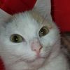 mewlovie.19