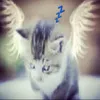 ikeya_inkeya