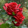 redroseislife