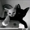 tongg_elsaaaa
