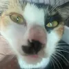 minhkhoiptdtnttn
