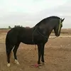 salah.gharub