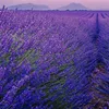 lavender.1011.91