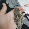 amine.jaziri4