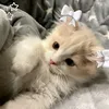 vanxink_gai