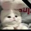 nqoz_haan