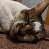 sleepyfatcat3