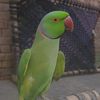 waqas.noul7