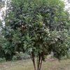 njogu.esther