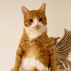 pets6825